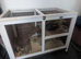 Looking for a girly guinea pig please