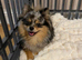 Beautiful Pomeranian Tan/Merle Female 8 months