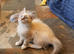 Beautiful GCCF Registered Ragdoll Kittens.