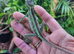 Eastern Casque Headed iguanas