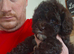 Shih tzu cross toy poodle