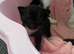 5 tuxedo kittens