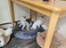 Korean maltese for sell