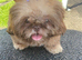 3 pups for sale