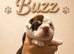 ️Beautiful olde English bulldogs️