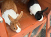Breeding pair rabbits