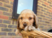 Stunning show type cocker spaniel puppies