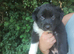 Traditional Border Collie Puppies