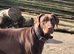 Beautiful natured dobermann