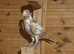 Yellow mueleman racing pigeon for sale