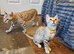 Very Beautiful TICA Registered Bengal Kittens.