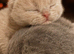 British Shorthair Pedigree Kittens