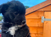 Yorkypoo puppies