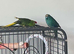 female kakarikis