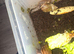 African snails
