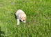 Beautiful lab puppies