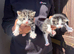 Tabby cross persion