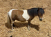 Standard reg Shetland yearling filly