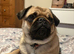 Pug female