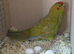 Female Kakariki