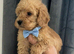 Cockapoo puppies for sale