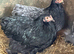 Pekin bantam hens