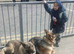 German Shepherd Puppies- Outstanding Quality & Loyal Companions
