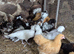 Polish Pullets (girls) 10-12 weeks old - all colours