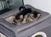 British long hair x Maine coon kittens so adorable