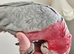 Loving Galah looking for Female forever home.