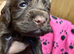 4 puppies left 2 girls 2 boys