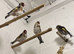 Goldfinch