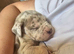 Ready now cane corso x neo
