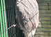 Pr galah cockatoos