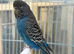 Black face, bfbw, bwbf budgies for sale
