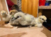 Silkie chicks for sale (un-sexed)......you have to pick a sex......pure beerds from show stock
