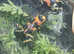 Dart frogs available responsibly bred many satisfied new owners