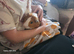 2 guinea pigs in need of a loving home