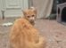 Maine coon kitten