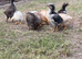 3 Week old Chicks for sale