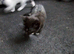 Kittens looking for loving homes.