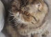 Brown Tabby Exotic Male