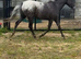 Appaloosa Filly for sale