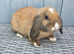 Gorgeous mini lop boy