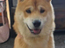 Chow chow Cross female