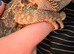 loving bearded dragon