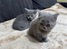 Scottish fold/straight for sale