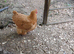 Buff orpington laying hen for sale