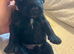 Labradoodle F1B Health clear pups