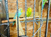 Young budgies